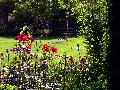 gal/holiday/Yeovil Area 2007 - Tintihull Gardens/_thb_Tintinhull_Gardens_P1010042.jpg